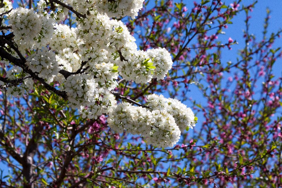 Bloom flowers spring