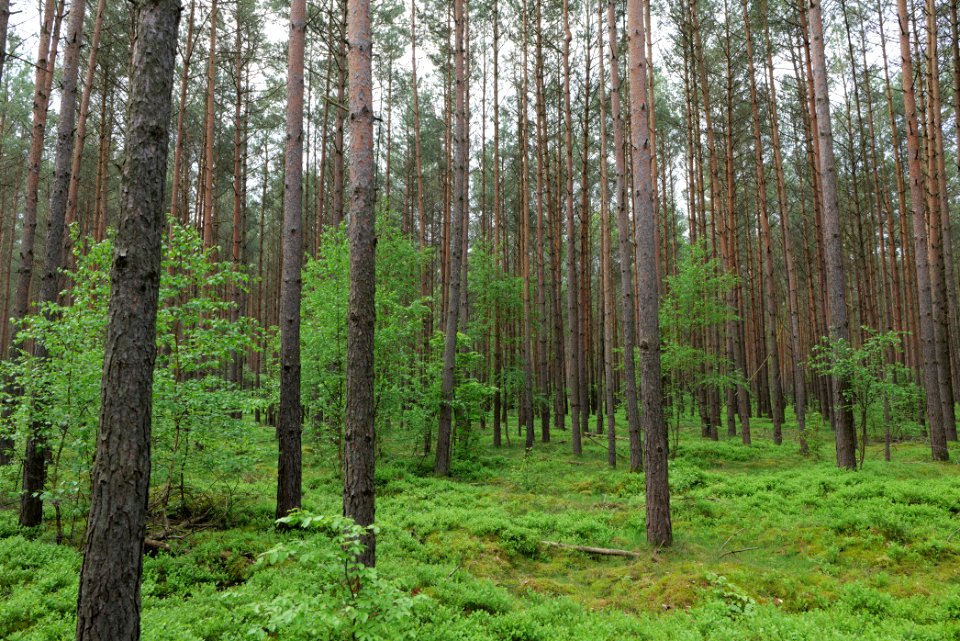 Forest Himmelpfort 2021-05-29 32