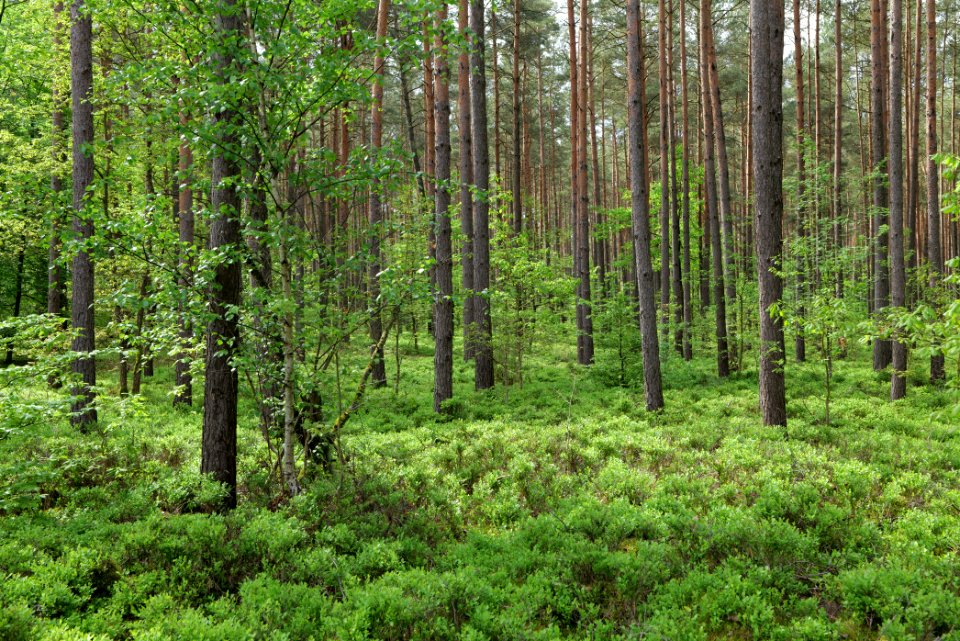 Forest Himmelpfort 2021-05-29 48