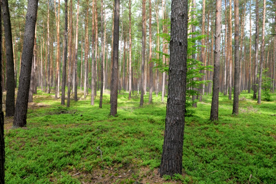 Forest in Densow 2021-05-29 38