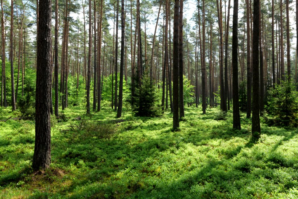 Forest in Densow 2021-05-29 12