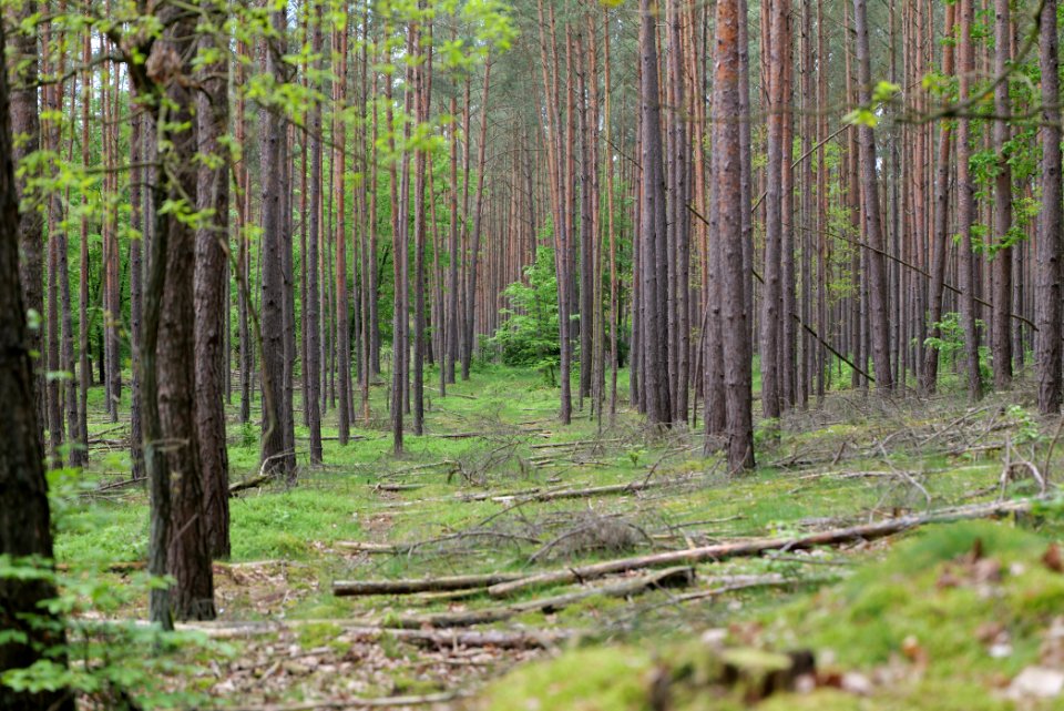 Forest in Densow 2021-05-29 49