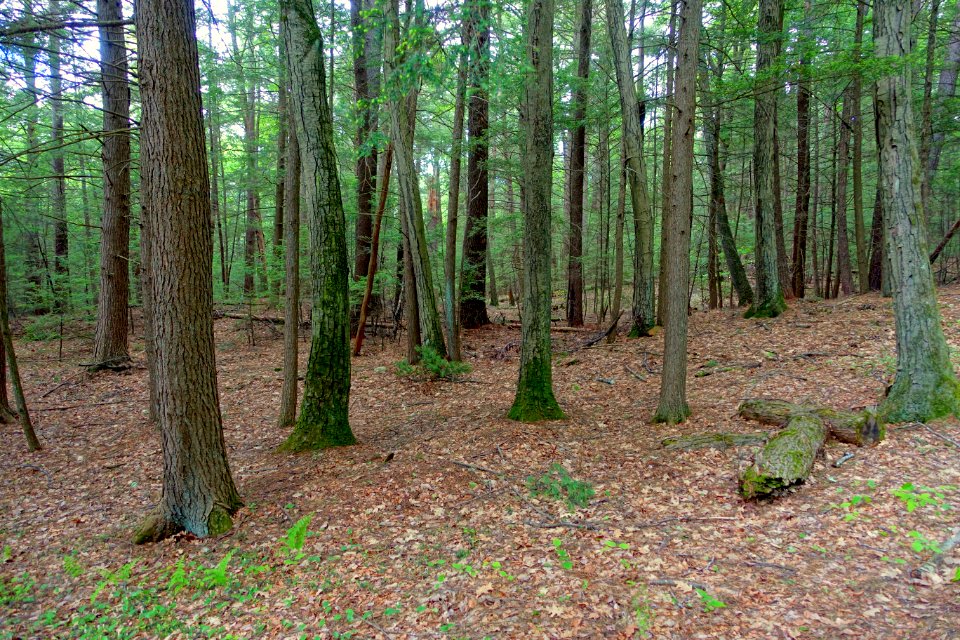 Forest - Northfield Mount Hermon School - DSC06585