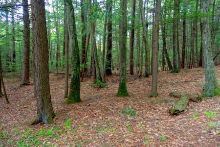 Forest - Northfield Mount Hermon School - DSC06585