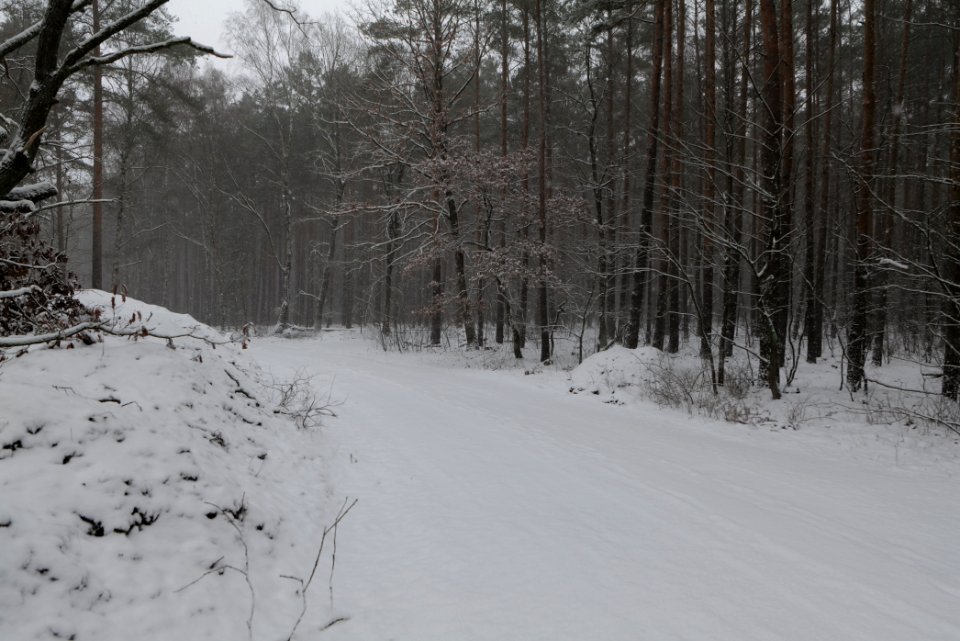 Forest Beelitz with snow 2021-02-07 08