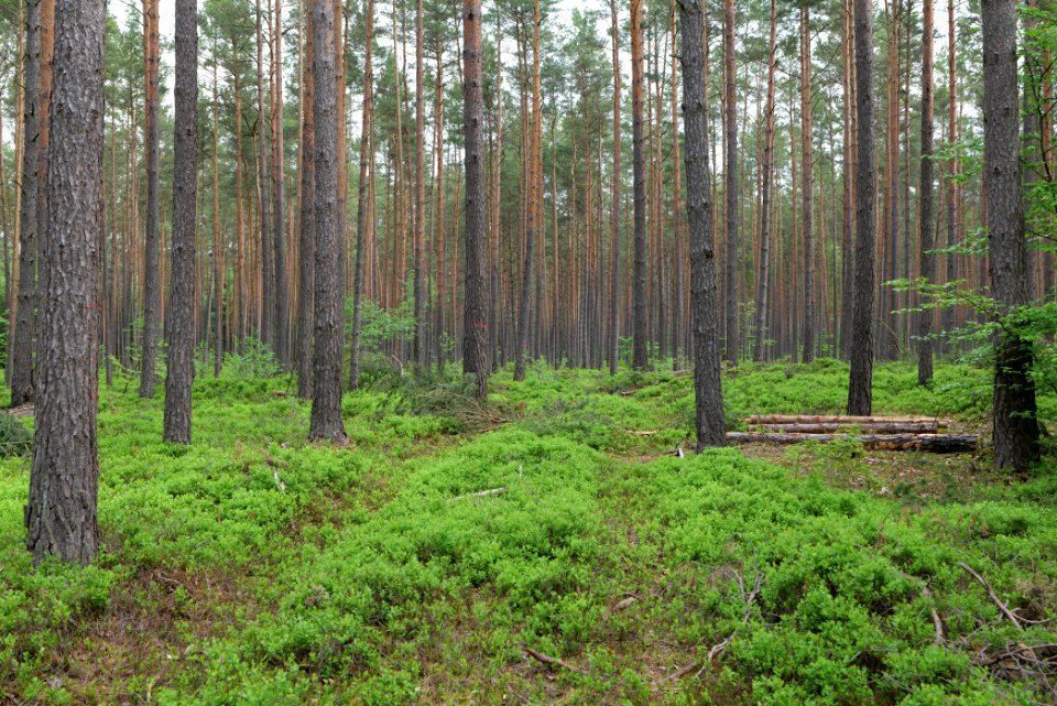 Forest Himmelpfort 2021-05-29 13