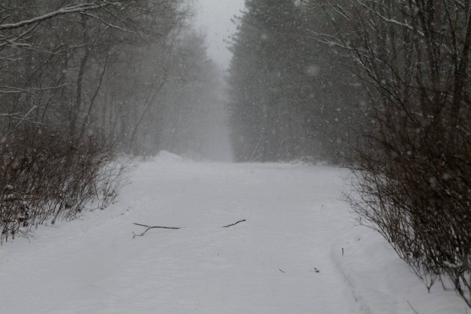 Forest Beelitz with snow 2021-02-07 03