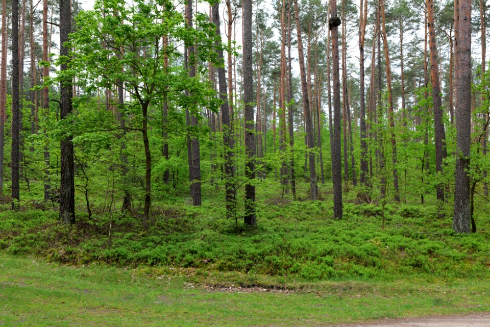 Forest Himmelpfort 2021-05-29 21
