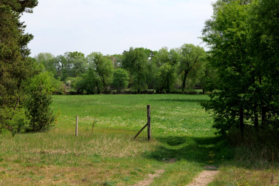 Forest between Hennigsdorf and Oranienburg 2020-05-10 01