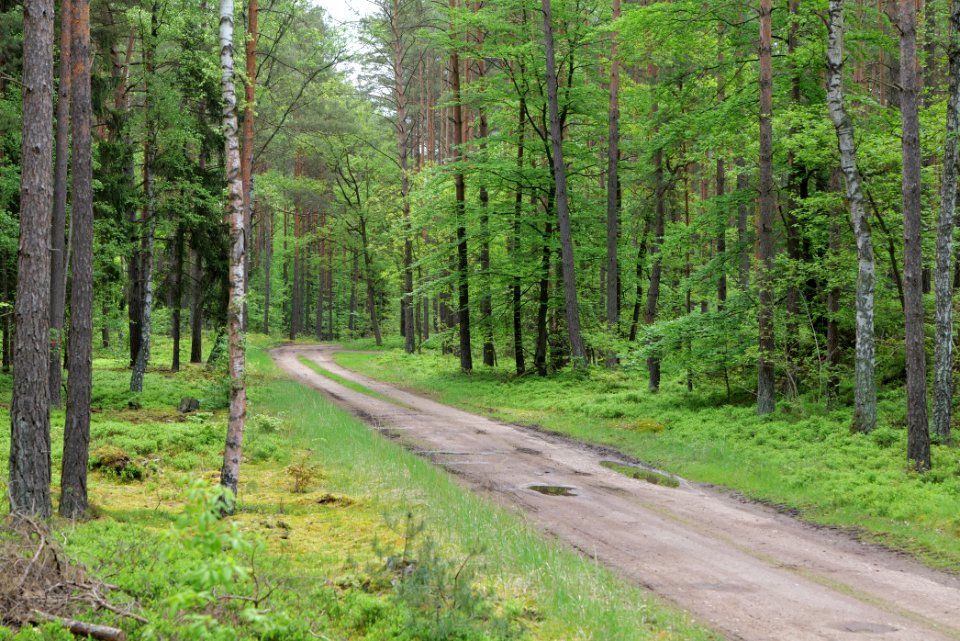 Forest Himmelpfort 2021-05-29 17