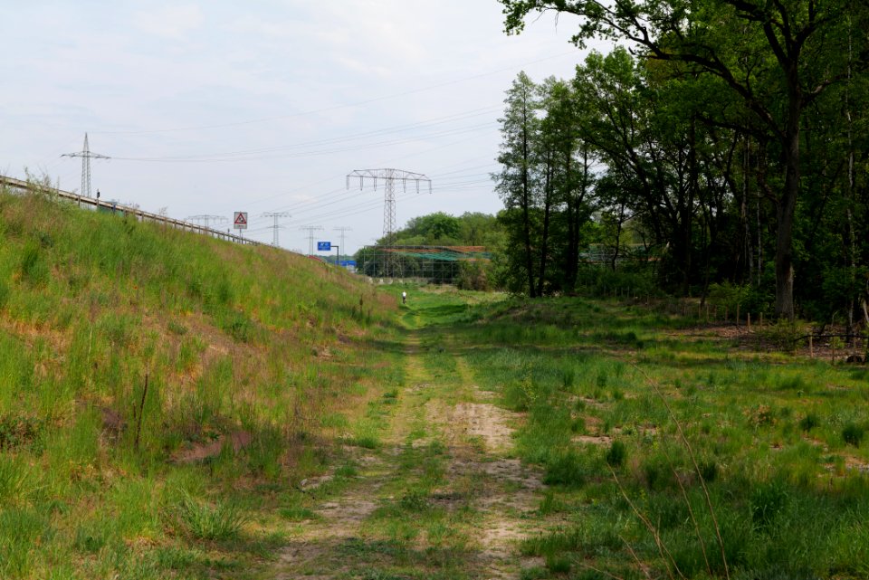 Forest between Hennigsdorf and Oranienburg 2020-05-10 13