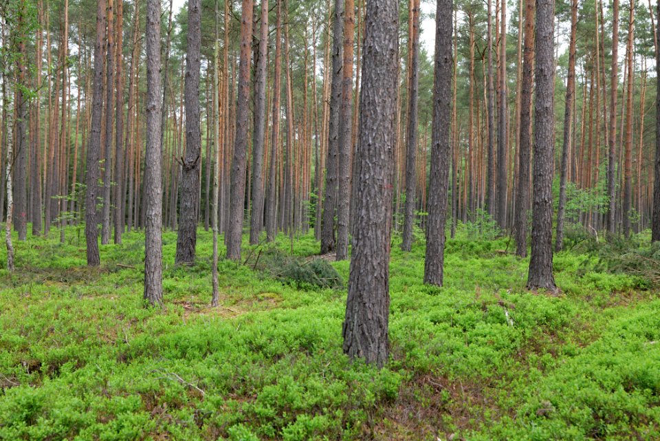Forest Himmelpfort 2021-05-29 11