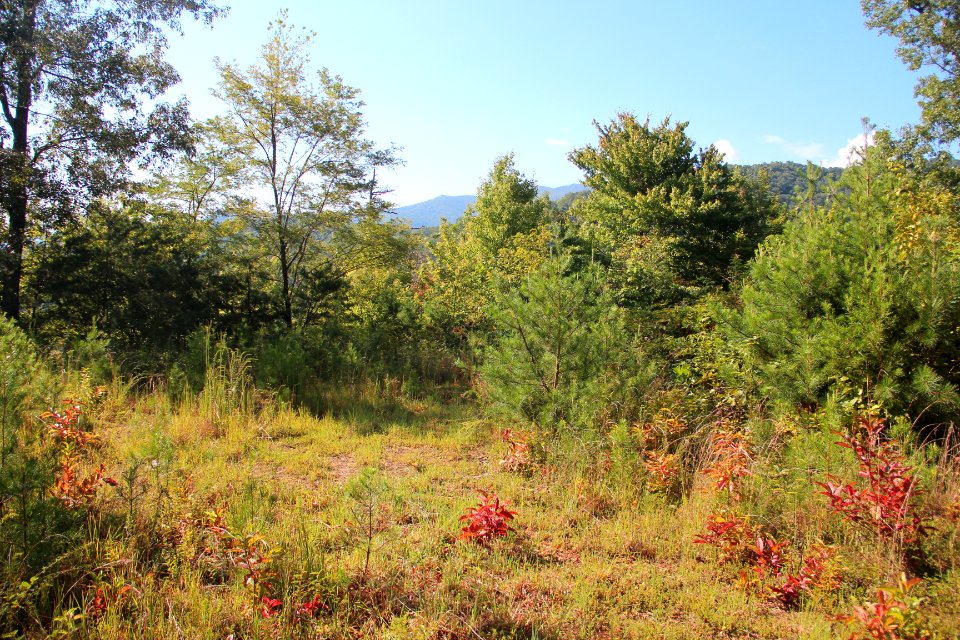 Forest clearing, Tapoco, North Carolina Sept 2019 2
