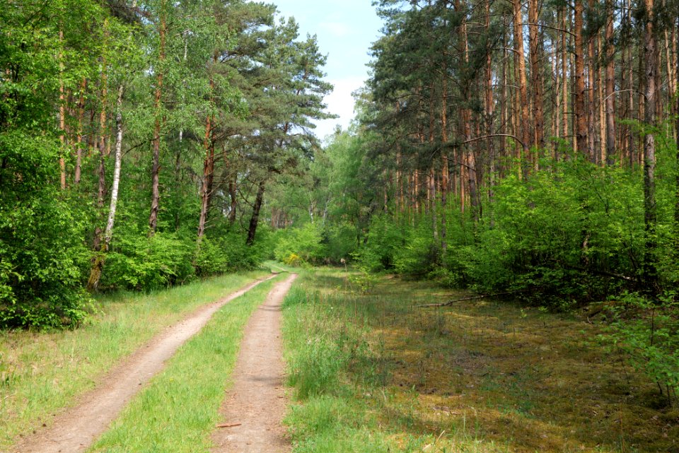 Forest between Hennigsdorf and Oranienburg 2020-05-10 03