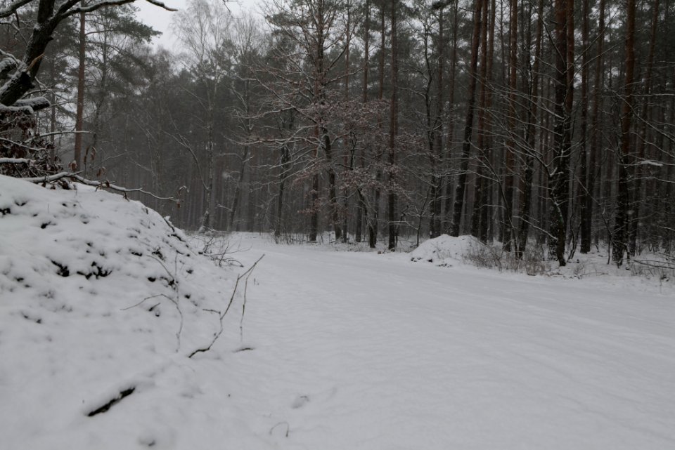 Forest Beelitz with snow 2021-02-07 09