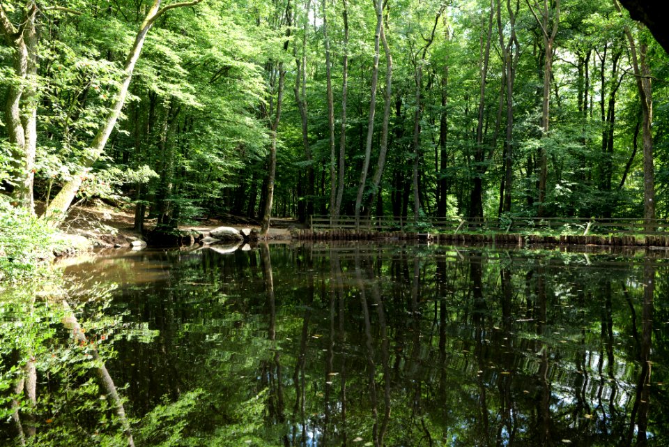 Forellenweiher Reichenbach Taunus 2020-08-18 05