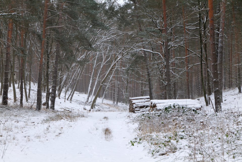Forest around Wietkiekenberg Ferch with snow 2021-02-07 18