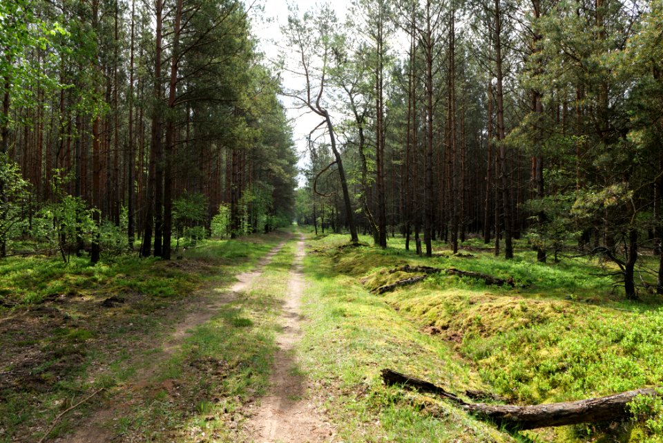 Forest Himmelpfort 2021-05-29 72