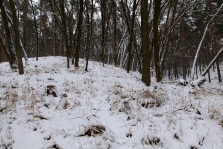 Forest around Wietkiekenberg Ferch with snow 2021-02-07 23