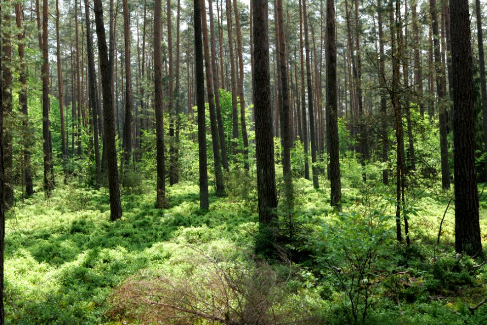 Forest in Densow 2021-05-29 07