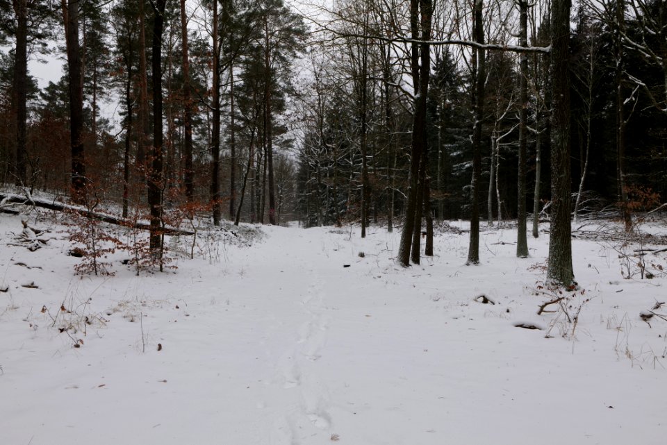 Forest around Wietkiekenberg Ferch with snow 2021-02-07 67