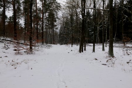 Forest around Wietkiekenberg Ferch with snow 2021-02-07 67
