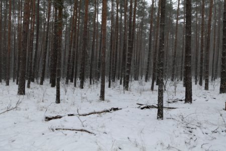 Forest Beelitz with snow 2021-02-07 10