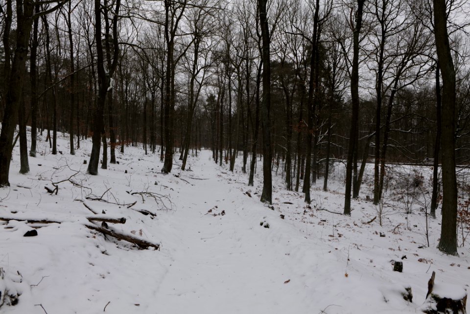Forest around Wietkiekenberg Ferch with snow 2021-02-07 78