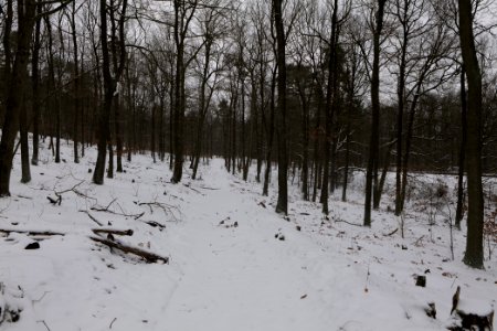 Forest around Wietkiekenberg Ferch with snow 2021-02-07 78