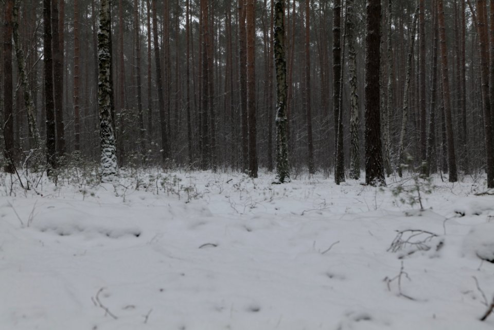Forest Beelitz with snow 2021-02-07 18