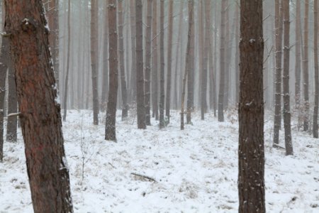 Forest Caputh with snow 2021-02-07 21