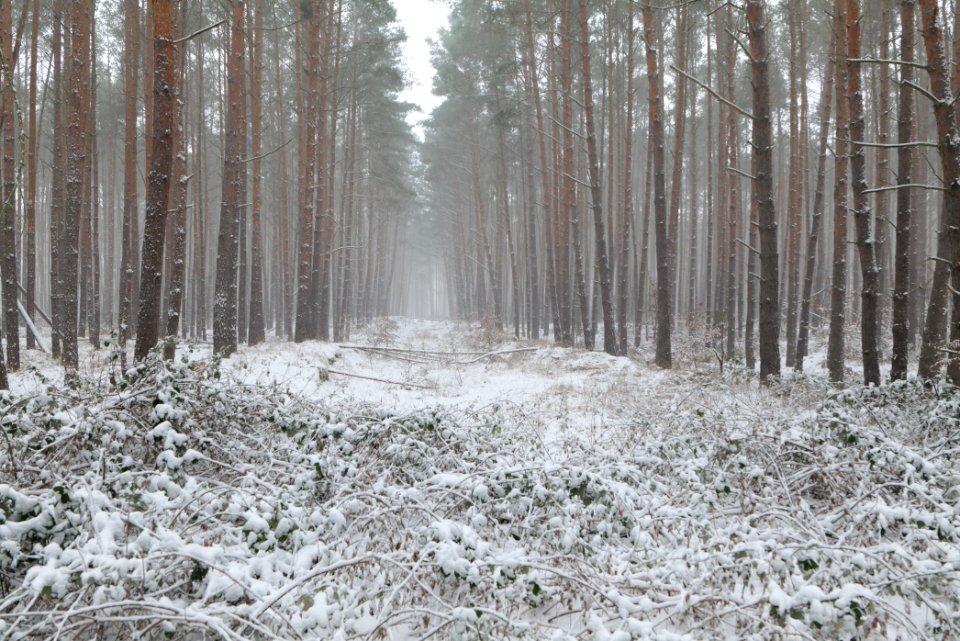 Forest Caputh with snow 2021-02-07 24