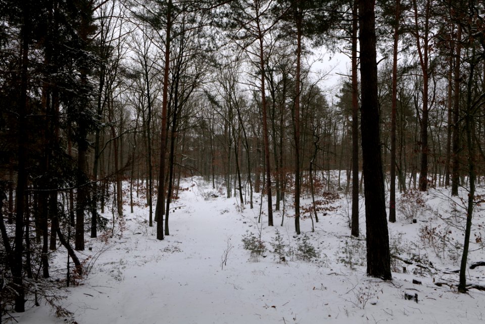 Forest around Wietkiekenberg Ferch with snow 2021-02-07 74