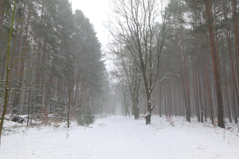Forest Caputh with snow 2021-02-07 02