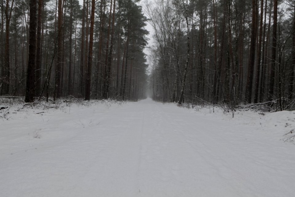 Forest Beelitz with snow 2021-02-07 13