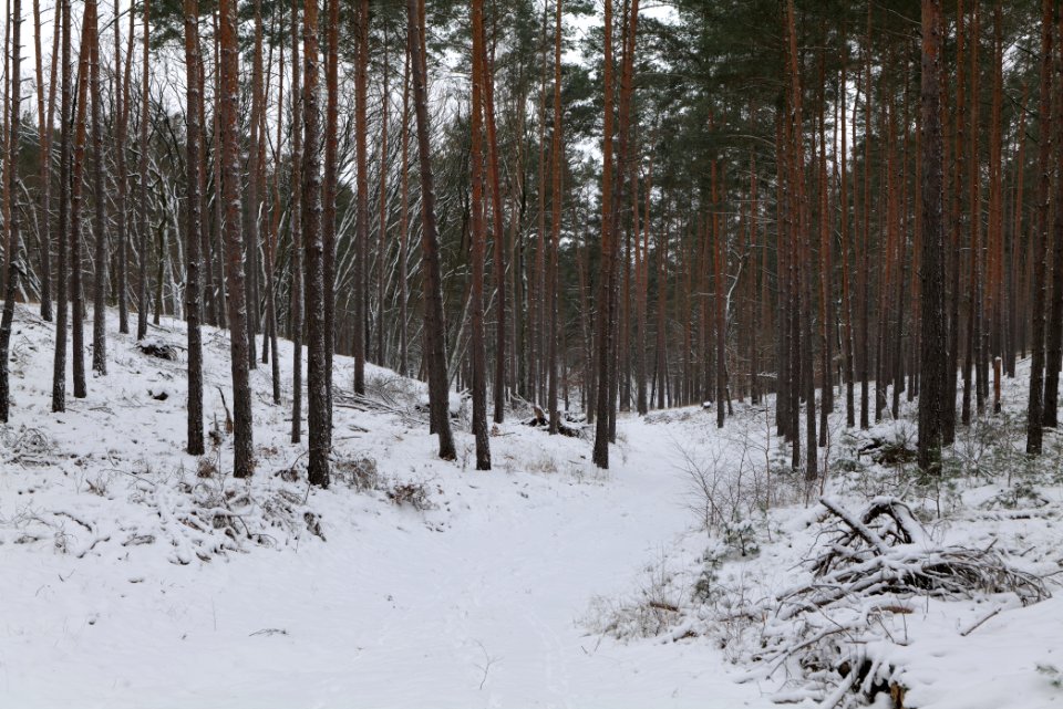 Forest around Wietkiekenberg Ferch with snow 2021-02-07 26