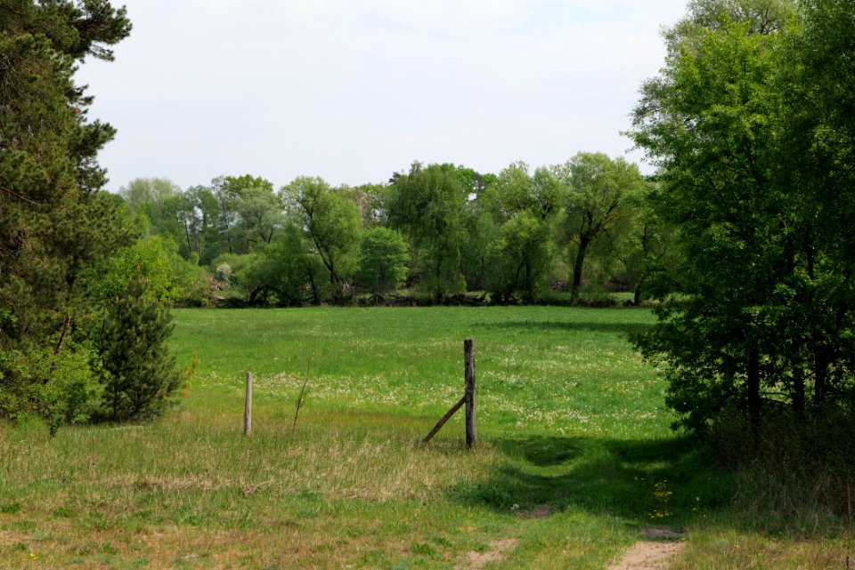 Forest between Hennigsdorf and Oranienburg 2020-05-10 02
