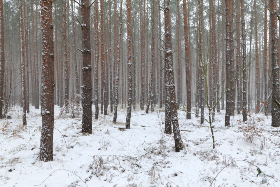 Forest Caputh with snow 2021-02-07 25