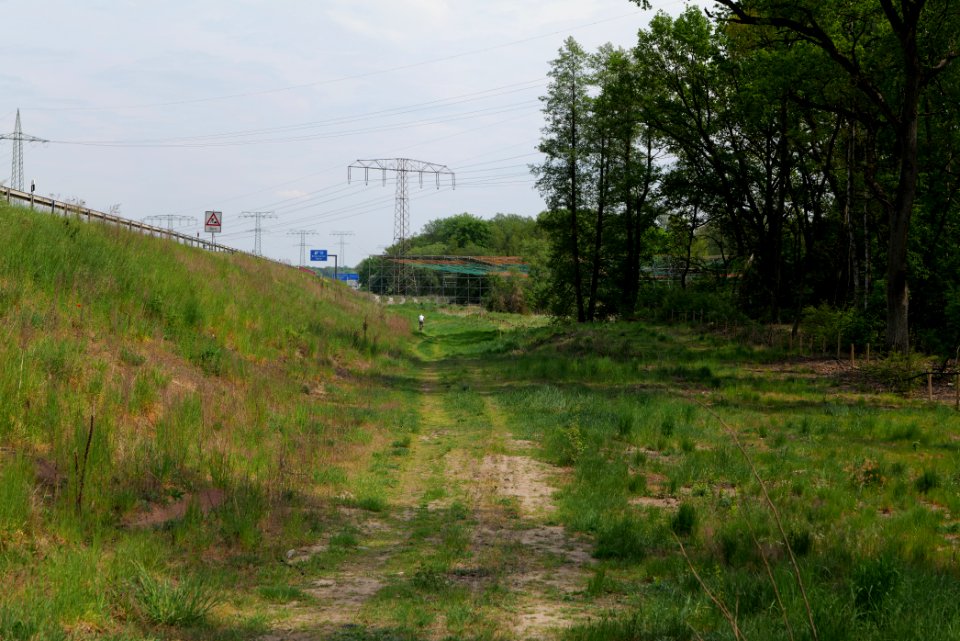 Forest between Hennigsdorf and Oranienburg 2020-05-10 12