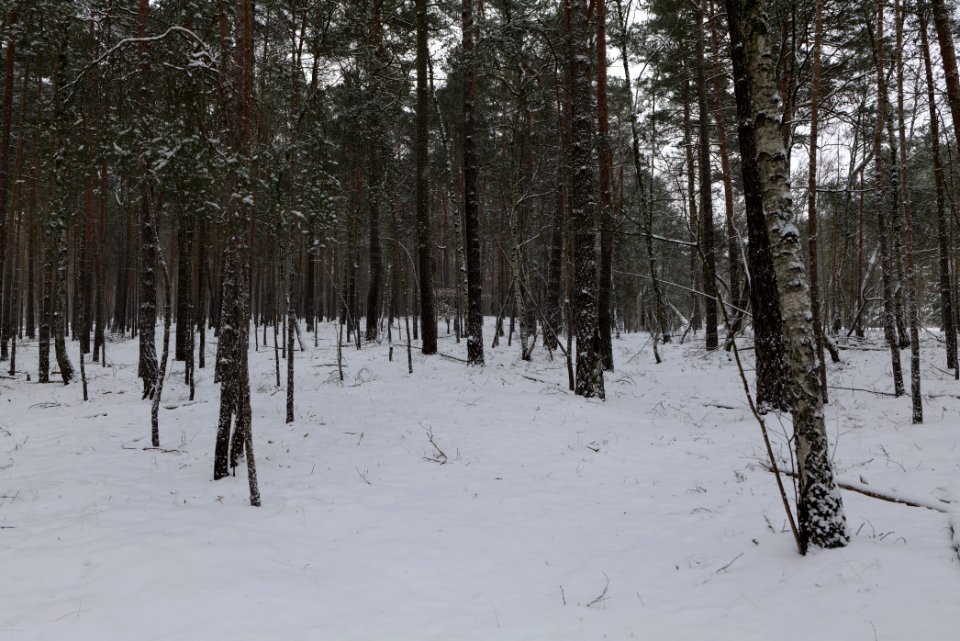 Forest around Wietkiekenberg Ferch with snow 2021-02-07 01