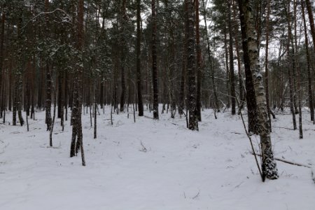 Forest around Wietkiekenberg Ferch with snow 2021-02-07 01