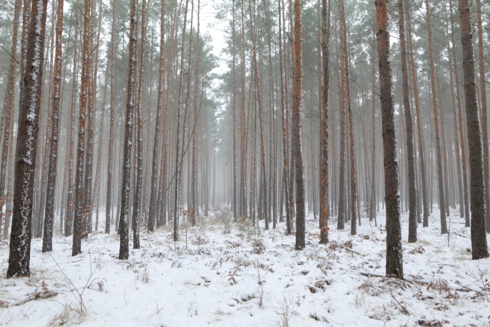 Forest Caputh with snow 2021-02-07 11