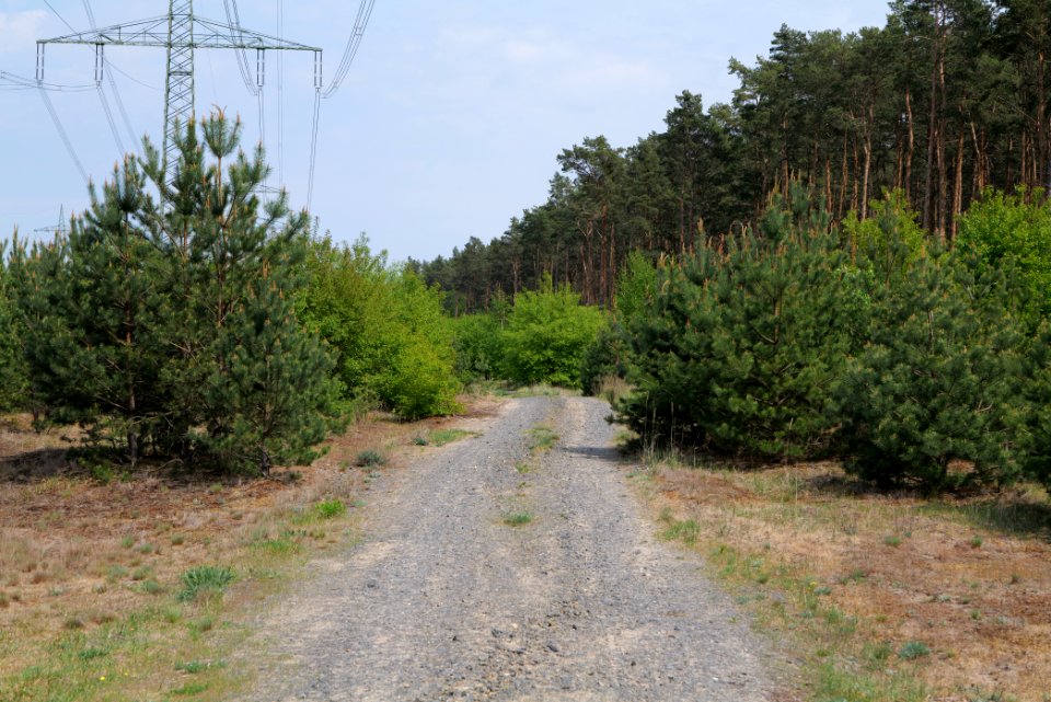 Forest between Hennigsdorf and Oranienburg 2020-05-10 06