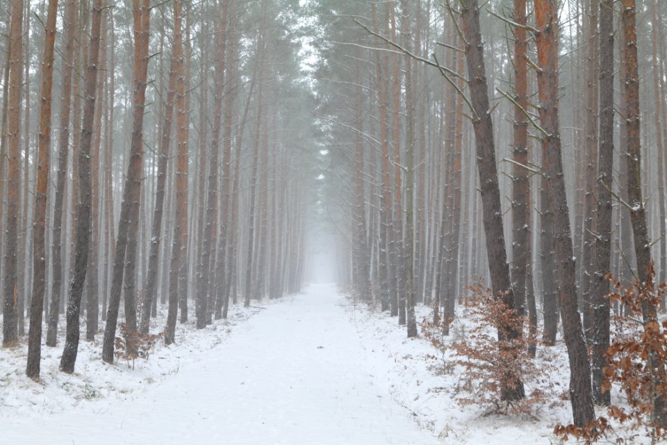 Forest Caputh with snow 2021-02-07 16