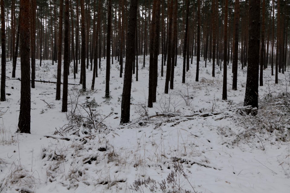 Forest around Wietkiekenberg Ferch with snow 2021-02-07 07