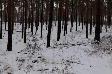 Forest around Wietkiekenberg Ferch with snow 2021-02-07 07