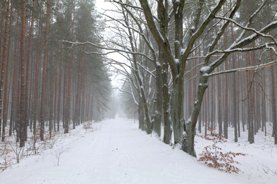 Forest Caputh with snow 2021-02-07 06