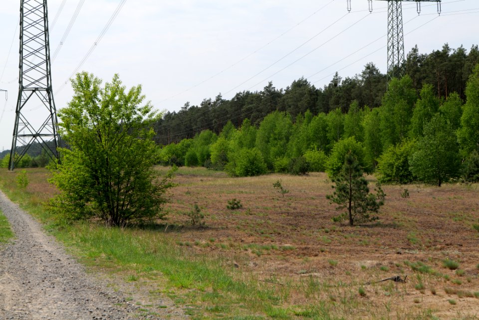 Forest between Hennigsdorf and Oranienburg 2020-05-10 07