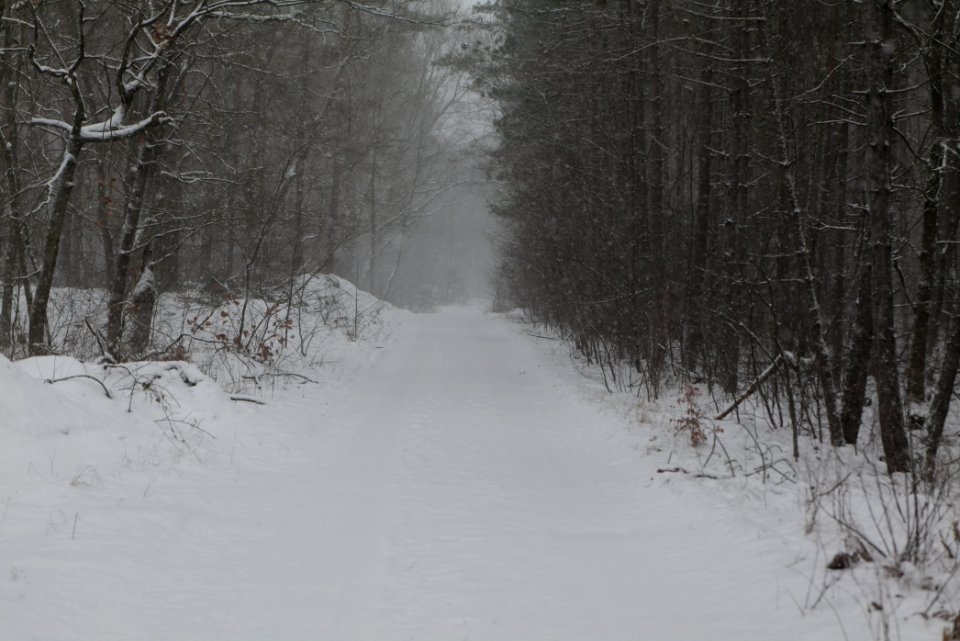Forest Beelitz with snow 2021-02-07 06