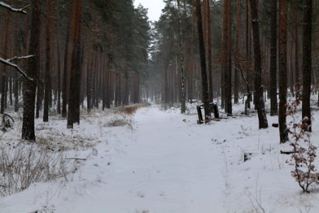 Forest around Wietkiekenberg Ferch with snow 2021-02-07 03